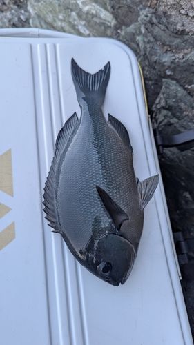 オナガグレの釣果