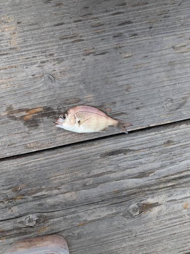 チャリコの釣果