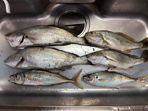 アジの釣果
