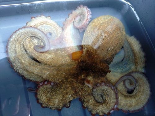 タコの釣果