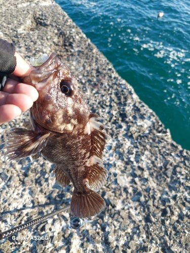 ハチガラの釣果
