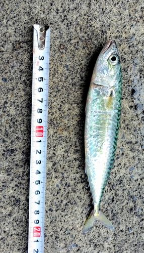 サバの釣果