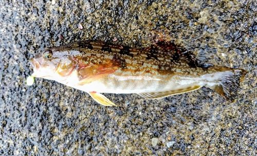 アイナメの釣果