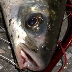 ボラの釣果