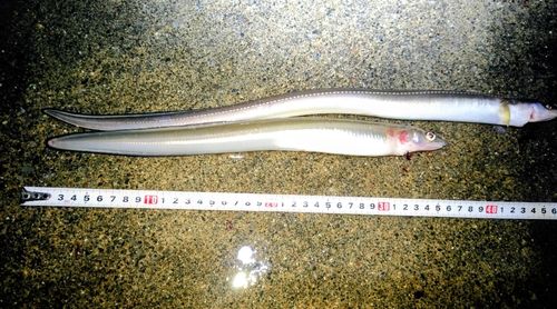 マアナゴの釣果