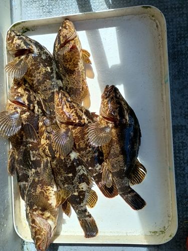 ベッコウゾイの釣果