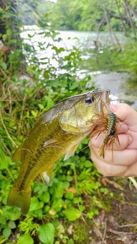 ラージマウスバスの釣果