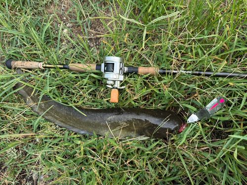 マナマズの釣果