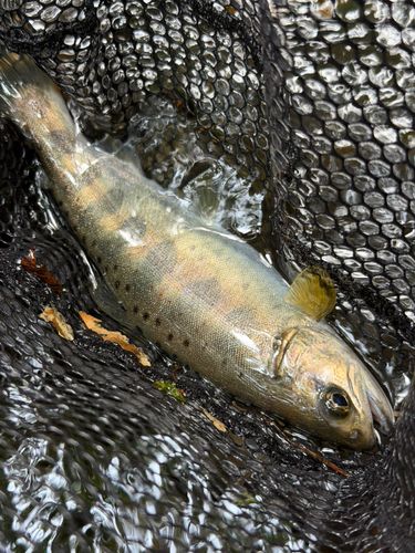 アマゴの釣果