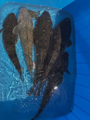 マゴチの釣果