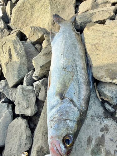 セイゴ（タイリクスズキ）の釣果
