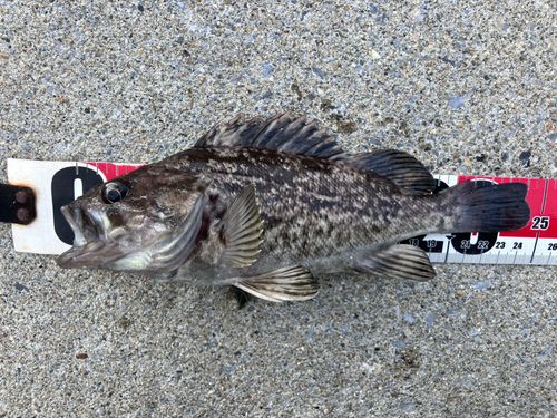 クロソイの釣果
