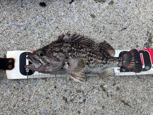 クロソイの釣果