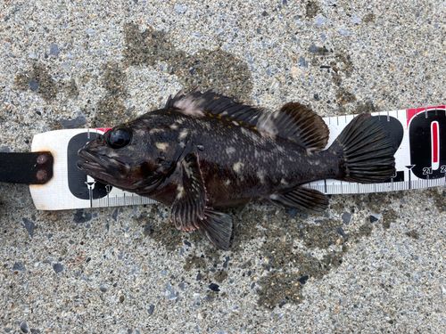 オウゴンムラソイの釣果