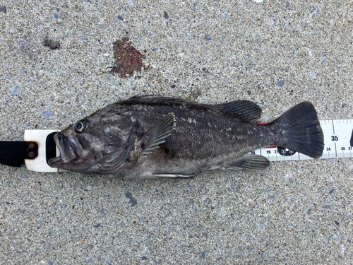 クロソイの釣果