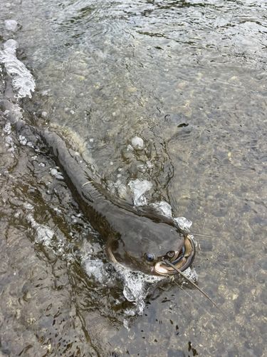 ナマズの釣果