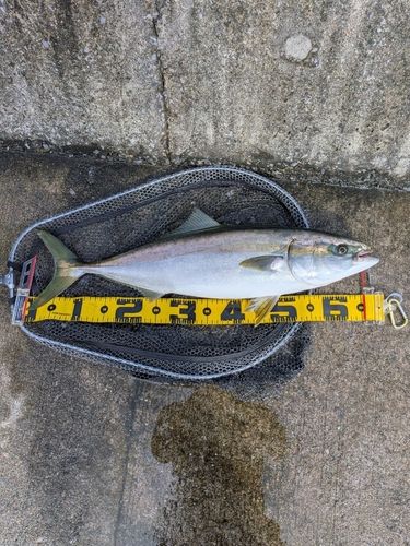 ワラサの釣果