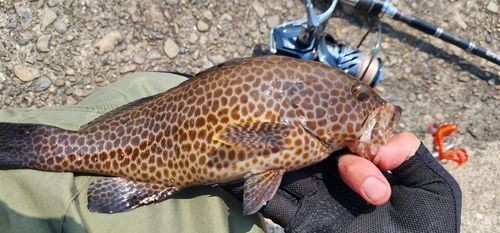 オオモンハタの釣果