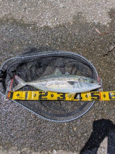 イナダの釣果
