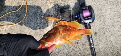 アカハタの釣果