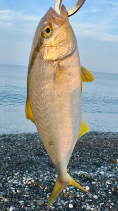 ショゴの釣果