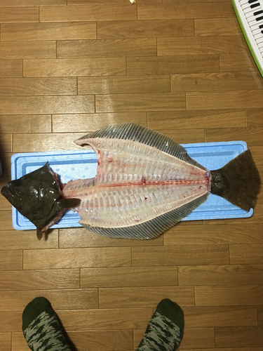 ヒラメの釣果