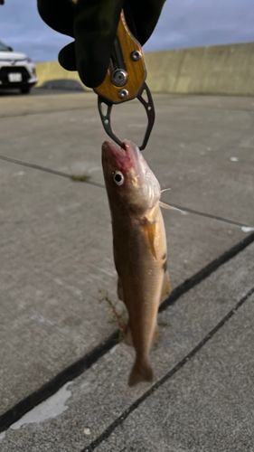 コマイの釣果