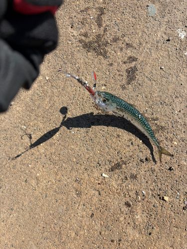 サバの釣果
