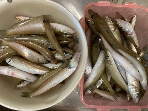 キスの釣果