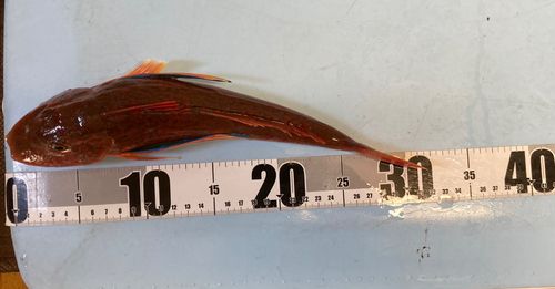 ホウボウの釣果