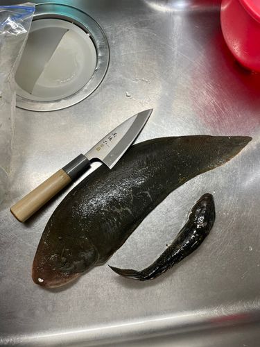 シタビラメの釣果