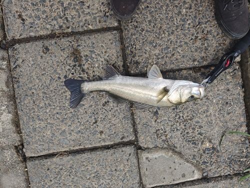 フッコ（マルスズキ）の釣果