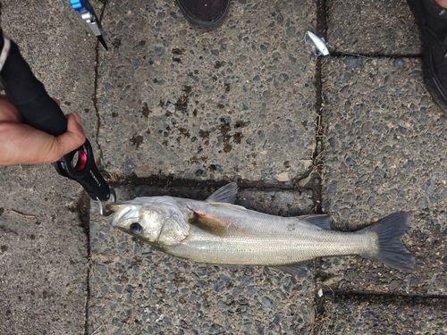 フッコ（マルスズキ）の釣果