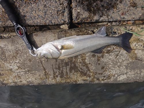 フッコ（マルスズキ）の釣果