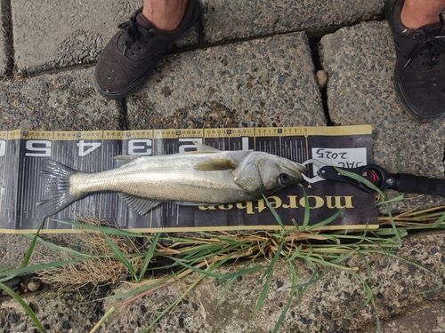 フッコ（マルスズキ）の釣果