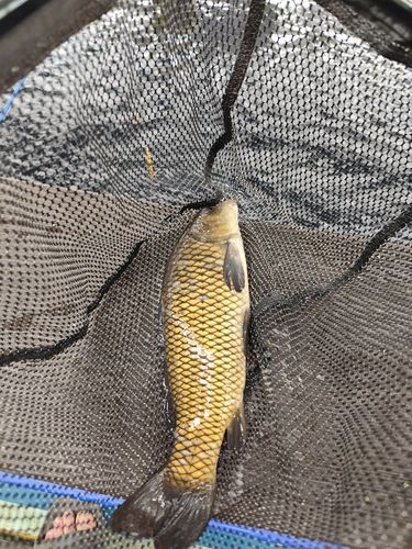 コイの釣果