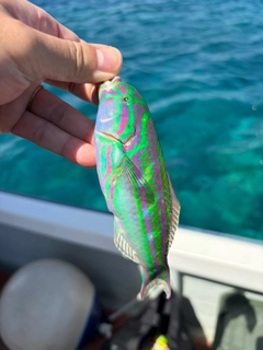 キヌベラの釣果
