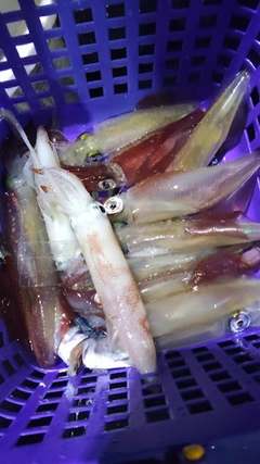 ケンサキイカの釣果