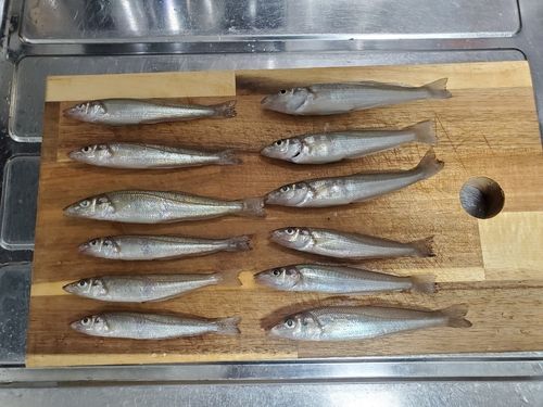 シロギスの釣果