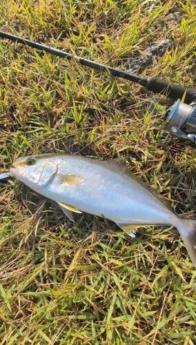 ショゴの釣果
