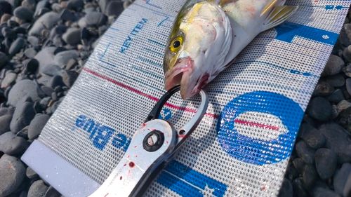 ショゴの釣果