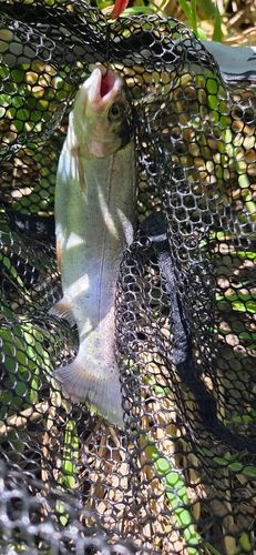 ニジマスの釣果