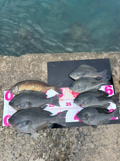 グレの釣果