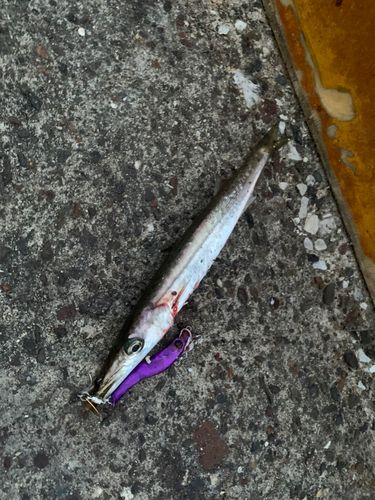 カマスの釣果