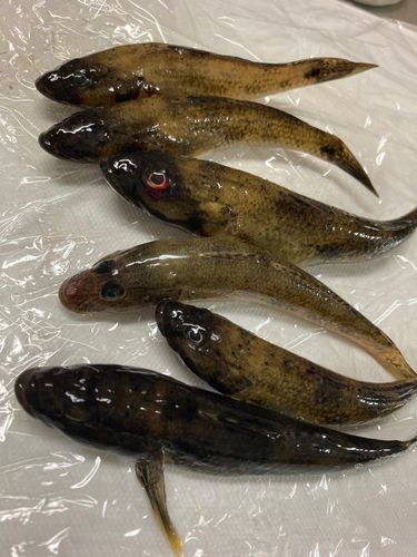 マハゼの釣果