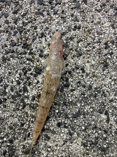 エソの釣果