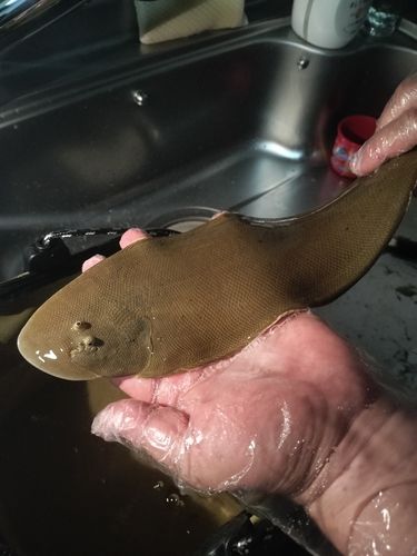 シタビラメの釣果