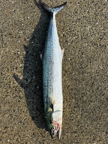 サワラの釣果