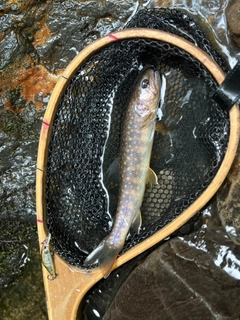 イワナの釣果