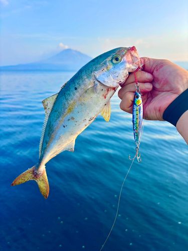 ヤズの釣果